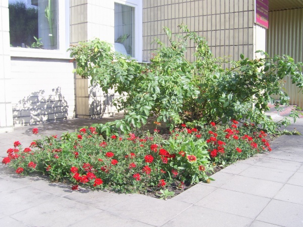PIC_0855small_2.JPG